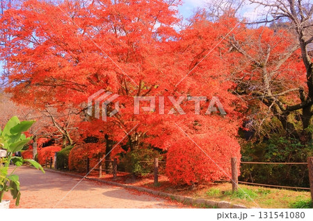 哲学の道(京都市左京区)の真っ赤な紅葉 哲学の道(京都市左京区)の真っ赤な紅葉 131541080