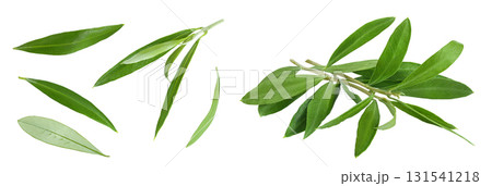 Olive green leaves isolated on white background. Top view. Flat lay. 131541218