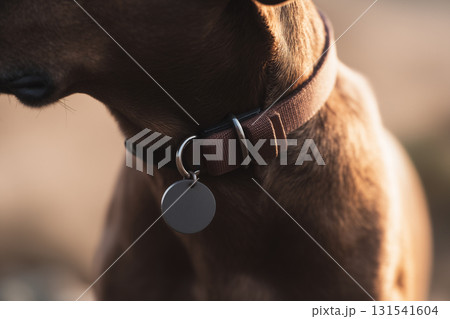 Dog Wearing Leather Collar with Blank ID Tag Dog Wearing Leather Collar with Blank ID Tag 131541604