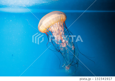 underwater photography jellyfish Chrysaora fuscescens, Pacific sea nettle, West Coast sea nettle underwater photography jellyfish Chrysaora fuscescens, Pacific sea nettle, West Coast sea nettle 131541917