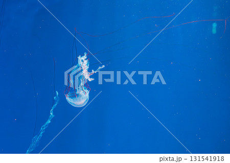 underwater photography jellyfish Purple striped jelly. Chrysaora colorata 131541918