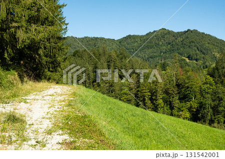 Travel Road in European Mountains with Scenic Forest View 131542001
