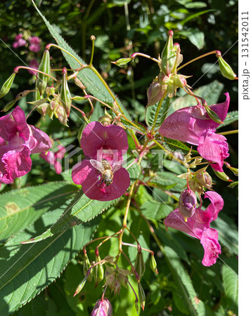 Pink Impatiens Flower Growing in the Wilderness of the Alps Pink Impatiens Flower Growing in the Wilderness of the Alps 131542011