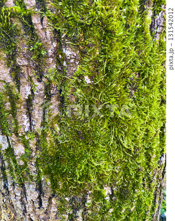 Macro Texture of Tree Bark with Green Moss 131542012