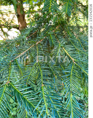 Closeup of Evergreen Conifer Branch with Green Needles 131542016