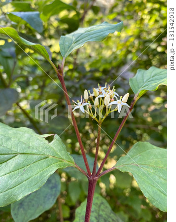 Cornus walteri Wangerin Shrub with Green Foliage. 131542018
