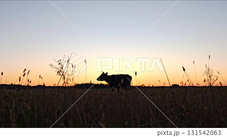 silhouette of a cow in a meadow in the evening. beautiful sunset on the meadow with cows grazing. Dramatic lighting creates a peaceful, cinematic rural scene silhouette of a cow in a meadow in the evening. beautiful sunset on the meadow with cows grazing. Dramatic lighting creates a peaceful, cinematic rural scene 131542063