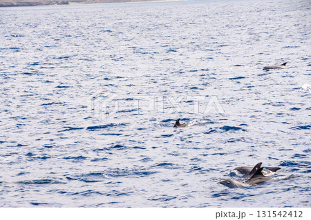 水面から背びれや顔を出しながら泳ぐ野生のイルカ カナリア諸島のフエルテベンテュラ島にて 水面から背びれや顔を出しながら泳ぐ野生のイルカ カナリア諸島のフエルテベンテュラ島にて 131542412
