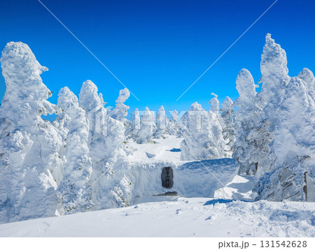 豪雪に埋もれた横手山神社の鳥居と樹氷の森 (長野県、山ノ内町) 豪雪に埋もれた横手山神社の鳥居と樹氷の森 (長野県、山ノ内町) 131542628