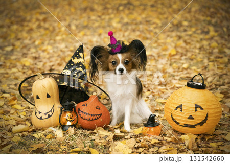 Tricolor papillon in a witch hat, against the background of golden leaves, with Halloween pumpkins and a candle. Halloween photo shoot Tricolor papillon in a witch hat, against the background of golden leaves, with Halloween pumpkins and a candle. Halloween photo shoot 131542660