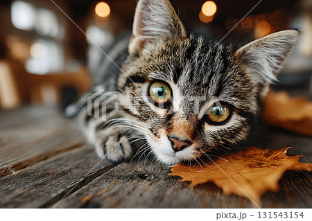 Adorable Tabby Kitten with Autumn Leaves and Warm Bokeh Background for Seasonal Decor Generative AI Adorable Tabby Kitten with Autumn Leaves and Warm Bokeh Background for Seasonal Decor Generative AI 131543154