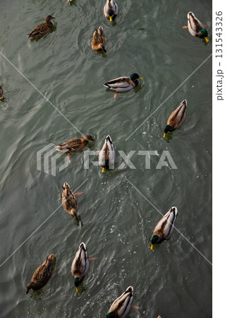 ducks are floating gently on the calm water of river. male ducks with colorful heads swim alongside a female ducks. top view ducks are floating gently on the calm water of river. male ducks with colorful heads swim alongside a female ducks. top view 131543326