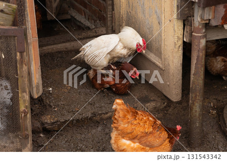 Mating process of hens or chicken on organic farm. sex between white rooster and red chicken, mating or copulation. 131543342