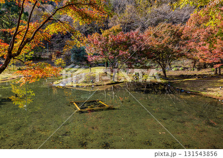 静岡県 草履石公園・秋景色 静岡県 草履石公園・秋景色 131543856