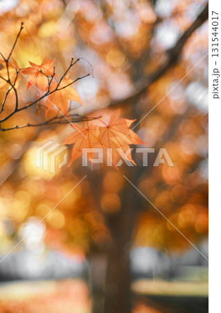 紅葉 131544017