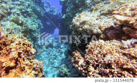 Underwater seascape on the coral reef in Red Sea, Egypt 131544079