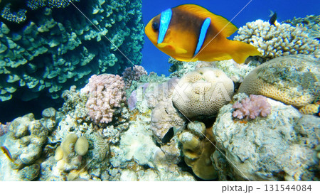 Amphiprion Bicinctus aka Red Sea Clownfish in Sea Anemone, Egypt Amphiprion Bicinctus aka Red Sea Clownfish in Sea Anemone, Egypt 131544084