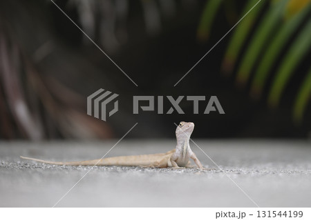 Macro closeup of blown alone lizard warming on summer sun. Anolis sagrei small reptile in native to Florida USA Macro closeup of blown alone lizard warming on summer sun. Anolis sagrei small reptile in native to Florida USA 131544199