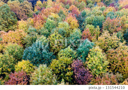 Landscape of woods nature in fall season. Colorful forest with yellow canopies in autumn 131544210