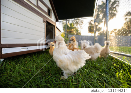 Keeping domestic chicken in free range chicken coop on home backyard. Poultry hen house with green grass in suburban garden 131544214