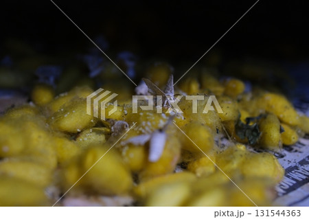 Silkworm Cocoon and Silk Production Video Mulberry Feeding Hatching Process Spinning Threads Traditional Sericulture Weaving Factory Authentic Vietnam Silk Heritage 131544363