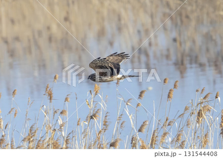 河川敷を飛翔するハイイロチュウヒのメス 131544408