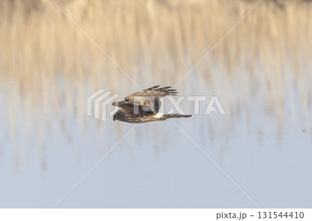 河川敷を飛翔するハイイロチュウヒのメス 131544410