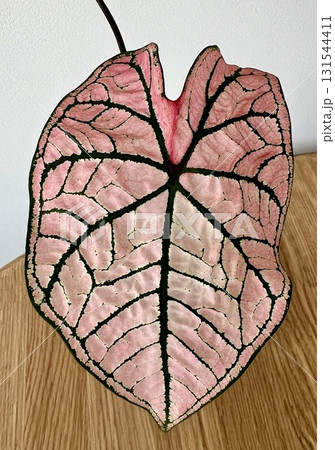 Beautiful caladium Spring Fling pink leave Beautiful caladium Spring Fling pink leave 131544411