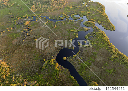 Florida wetlands nature. Tropical vegetation in southern USA Florida wetlands nature. Tropical vegetation in southern USA 131544451