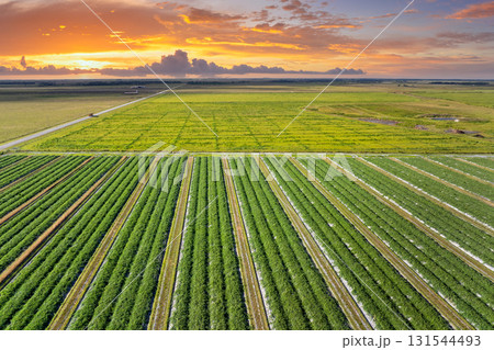 Farm fields in Florida. Agricultural cultivated field in summer season with growing green crops. Farming and agriculture industry in USA 131544493