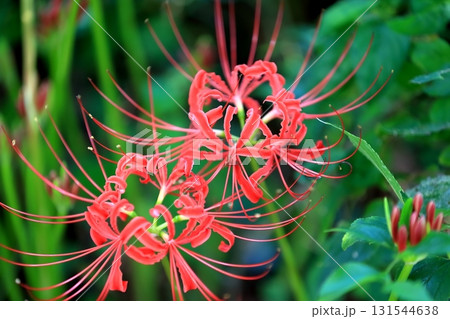 彼岸花  131544638