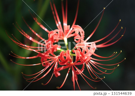 彼岸花  131544639