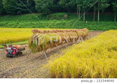 収穫前の稲と稲架掛け【長野県】 収穫前の稲と稲架掛け【長野県】 131544640
