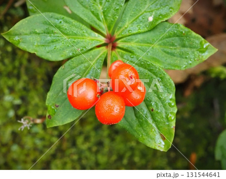 朝露纏うゴゼンタチバナの実(20250924081351) 朝露纏うゴゼンタチバナの実(20250924081351) 131544641