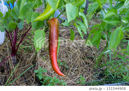 Long red peppers grow in a village greenhouse Long red peppers grow in a village greenhouse 131544908