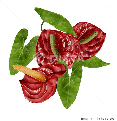 Red anthurium bouquet watercolor Red anthurium bouquet watercolor 131545189