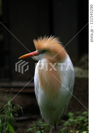 横を向いた夏羽のアマサギ 131545290