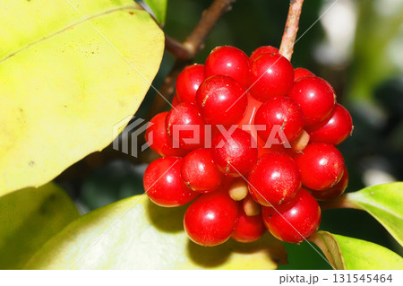 サネカズラの実 サネカズラの実 131545464