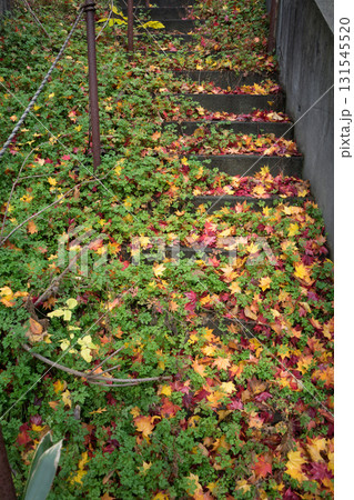 庭木の紅葉が大量の風景 131545520