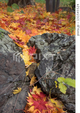 庭木の紅葉が大量の風景	 131545524