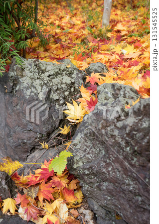 庭木の紅葉が大量の風景	 131545525