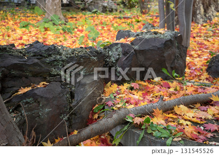 庭木の紅葉が大量の風景 庭木の紅葉が大量の風景 131545526