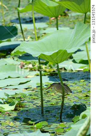 ハス池で獲物を狙うヨシゴイ ハス池で獲物を狙うヨシゴイ 131545574