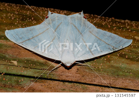 ウスキツバメエダシャク ウスキツバメエダシャク 131545597