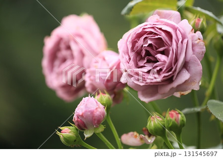 薄紫色の薔薇と輝く雫 131545697