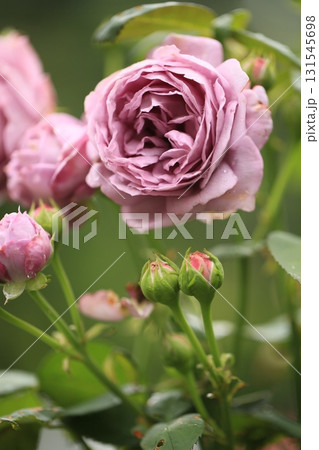 薄紫色の薔薇と輝く雫 131545698