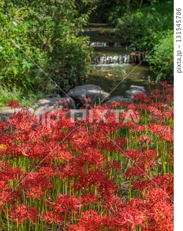 水辺に咲く真っ赤な彼岸花(千葉県松戸市・21世紀の森と広場) 水辺に咲く真っ赤な彼岸花(千葉県松戸市・21世紀の森と広場) 131545786