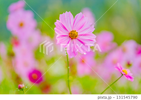 水滴の点いたコスモスの花 水滴の点いたコスモスの花 131545790