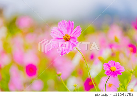 水滴の点いたコスモスの花 131545792
