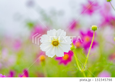 水滴の点いたコスモスの花 131545798